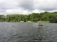 Isolated tree in the middle of the lake