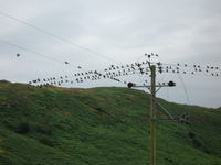 Massed birds