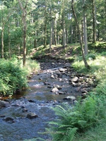 Dappled upstream