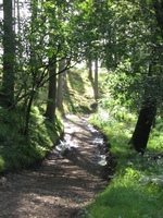 Sunlit footpath