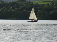 Sailing boat and grebe family