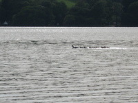 Mother grebe with 10 babies