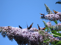 Butterflies on buddleia