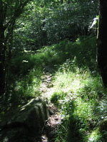 Dappled woodland