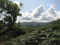 Escaping from the bracken