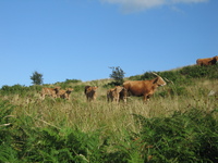 Fleet of calves