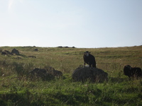 Lamb on guard