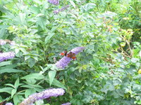 Two peacock butterflies