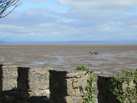 Horses on Morecambe Bay