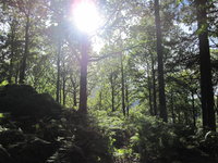 Sunlight through trees