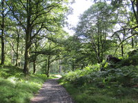 Path in dappled sunshine