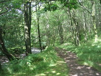 Dappled path at Seathwaite