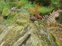 Our wren on a rock