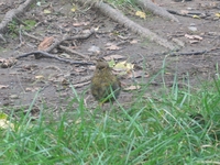 The wren gets closer