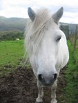 Tiny white horse