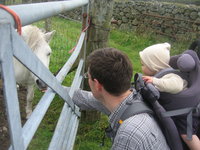 Matthew meets tiny white horse