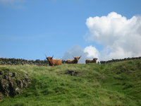 Lakeland highland cows