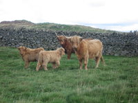 Lakeland highland cows