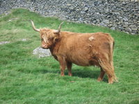 Lakeland highland cows