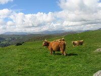 Lakeland highland cows