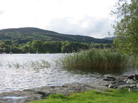 Rushes growing in Coniston Water