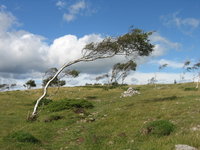 Breaking out onto Whitbarrow Scar