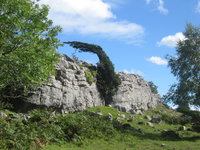 Windswept tree on Whitbarrow Scar