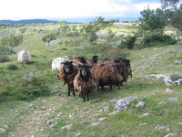 Shaggy sheep following us