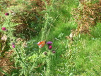 Peacock butterfly