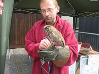 Tropical screech owl