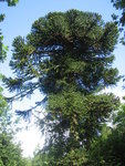 Monkey Puzzle tree