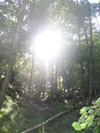 Sunshine filtering through the wood behind Lakeside