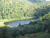 Yew Tarn