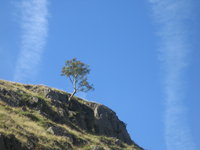 Isolated tree