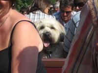 Dog on the train