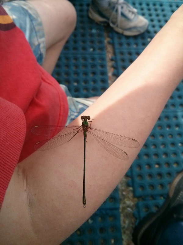 Dragonfly