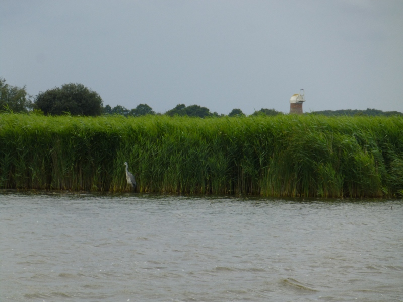 Heron from the boat trip