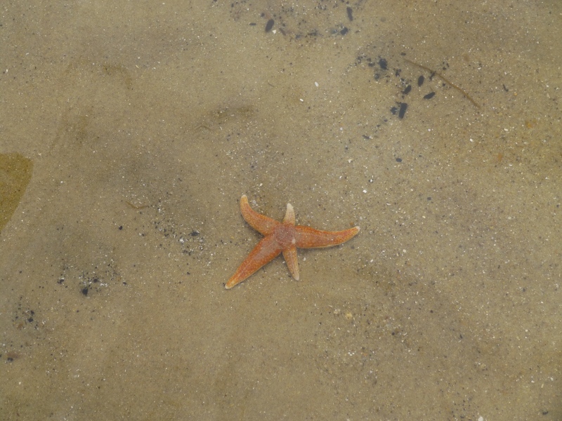 Starfish