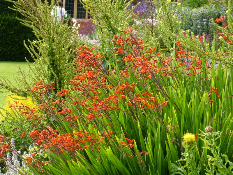 Herbaceous border