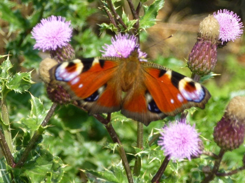 Peacock butterfly