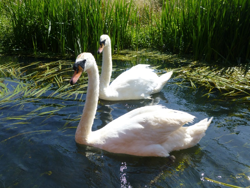 Swans