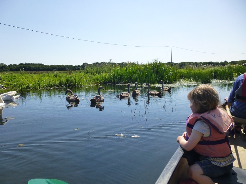 Cygnets