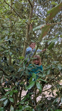 Climbing a tree