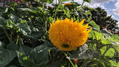 Shaggy sunflower