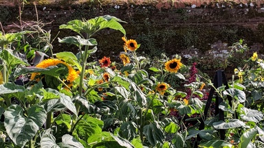 Sunflowers