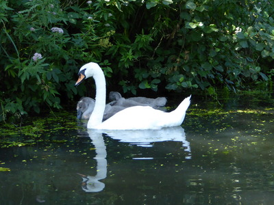 Swan and cygnets