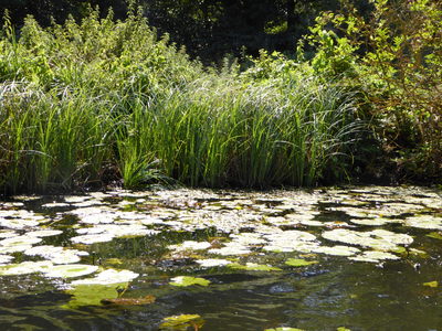 Waterlilies