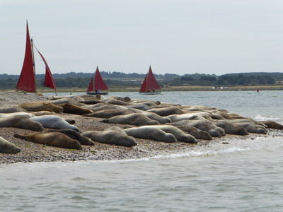 Seals and boats