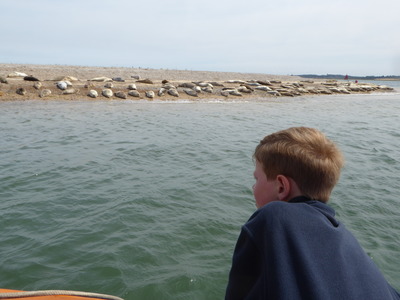 Matthew watching seals