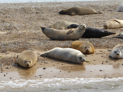 Seals